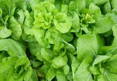 農業(yè)部等三部門：開展植保無人飛機應用試點工作